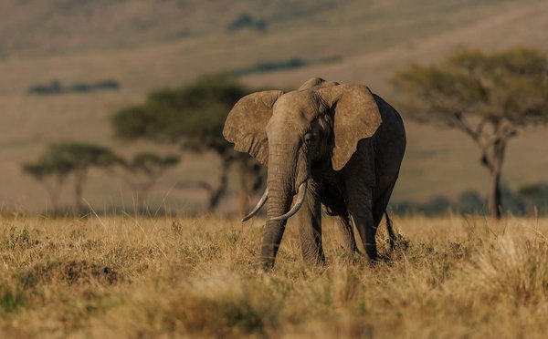 Comment participer à une expédition de photographie animalière en Tanzanie : conseils et équipements ?